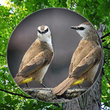 Suara Burung Trucukan Pikat12.35.59_rowtechapk.com