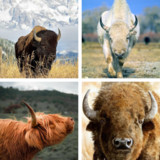 Buffalo Wallpaper: HD images, Free Pics download2.0.43_rowtechapk.com