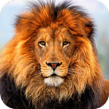 African Lions Video Wallpapers2.0_rowtechapk.com
