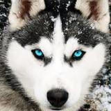 Husky Dog Wallpaper HD26_rowtechapk.com