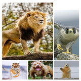 صور 4k3_rowtechapk.com