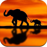 Elephant Wallpaper1.04_rowtechapk.com