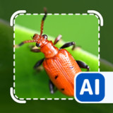Picture insect: Bug identifier1.0_rowtechapk.com