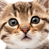 Cute Cat Wallpapers4.2_rowtechapk.com