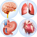 Organs Anatomy Pro.2.5_rowtechapk.com