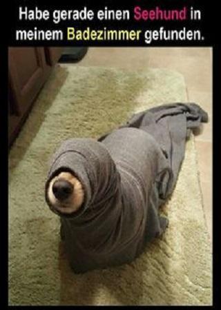 Lustige Bilder für Whatsapp screenshot image 2_Popularmodapk.com