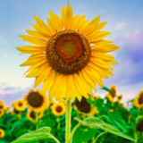 Sunflower Wallpaper15_rowtechapk.com