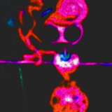 Poppy Playtime chapter 2 Game1.0_rowtechapk.com