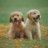 Animal sounds and Ringtone2.2_rowtechapk.com