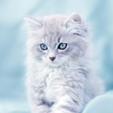 Cute Cats Wallpaper1.0.1_rowtechapk.com