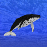 Whale training1.56.0_rowtechapk.com