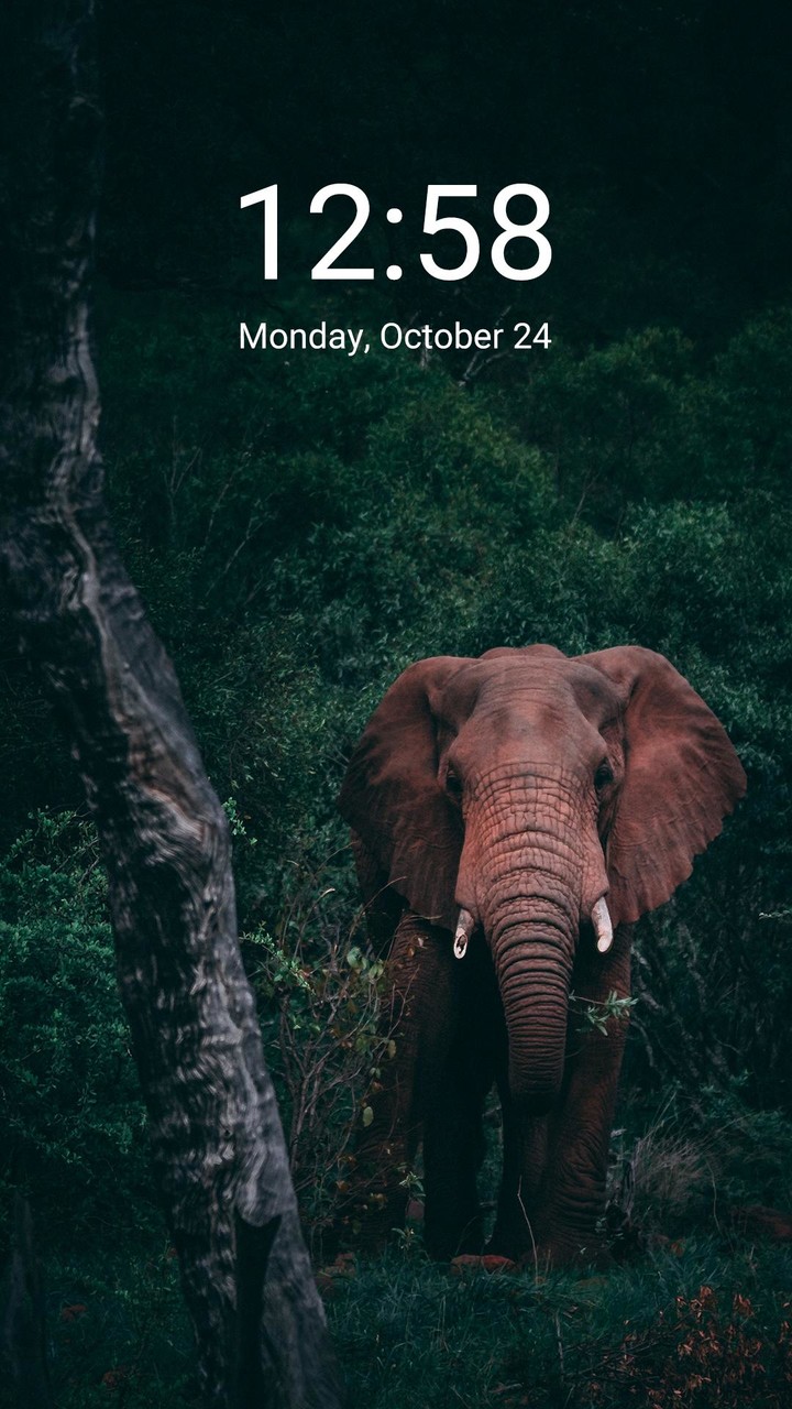 Wallpaper Topia screenshot image 7_Popularmodapk.com