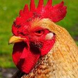 Rooster Sounds - Morning Alarm4.0_rowtechapk.com