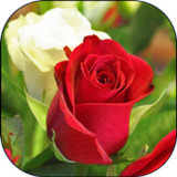 Flower Rose Live Wallpaper Gif1.0_rowtechapk.com