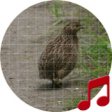 Quail Calling Sounds1.1.3_rowtechapk.com
