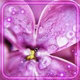 Lilac Flower Magic1.3_rowtechapk.com