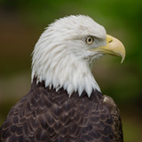 Bald Eagle Sounds3.5_rowtechapk.com