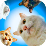 Cute Cat Stickers for WhatsApp4.0_rowtechapk.com