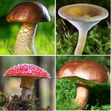 Mushroom identifier5.9.1_rowtechapk.com
