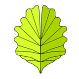 Botanica Morfologica23Tiramisu_rowtechapk.com