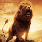 Lion Wallpaper14_rowtechapk.com