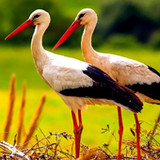The White Stork1.1.3_rowtechapk.com