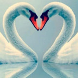 Swan Wallpaper1.1.0_rowtechapk.com