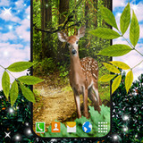 Forest Live Wallpaper6.9.7_rowtechapk.com