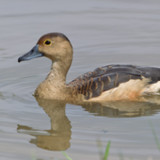 Anatidae Sound2.3_rowtechapk.com