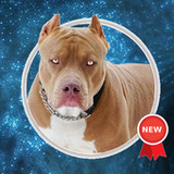 Pitbull Wallpapers12.0_rowtechapk.com