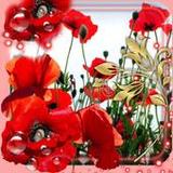 Summer Poppy lwp1.14_rowtechapk.com