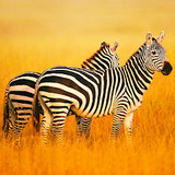 The Zebra<span>(Unlimited Currency)</span>1.1.5_rowtechapk.com