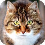 Cat Wallpapers2.0.0_rowtechapk.com