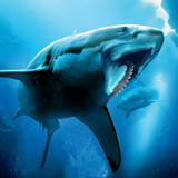 Helicoprion: Shark Dino Sim<span>(Unlimited Currency)</span>1.3.5_rowtechapk.com