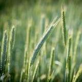 500 crosswords2.1_rowtechapk.com