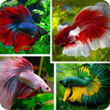 Buku Saku Ikan Cupang1.4_rowtechapk.com