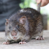 เสียงต่อหนูพุก2.7_rowtechapk.com