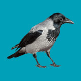 Progressive decoy of crows0.8.25.0521_rowtechapk.com