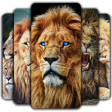 Lion Wallpaper3.0.0_rowtechapk.com