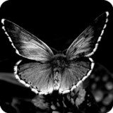 Black and White Wallpaper9.0.11_rowtechapk.com