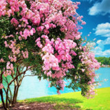 Spring Wallpapers1.5.1_rowtechapk.com