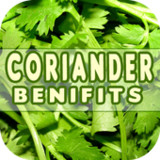Coriander Benefits11_rowtechapk.com