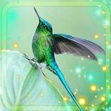 Colibri Exotic Live Wallpaper1.5_rowtechapk.com