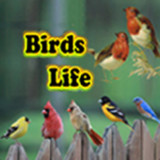Birds Life86.4_rowtechapk.com