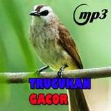 Pancingan Trucukan Gacor1.0.0_rowtechapk.com