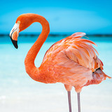 The Flamingo1.1.1_rowtechapk.com