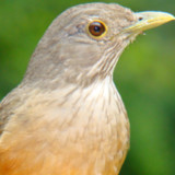 Cantos de Sabiás2.3_rowtechapk.com