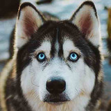 Siberian Husky Dog Wallpapers1.22_rowtechapk.com