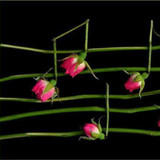 Rita Rucco2.55.436_rowtechapk.com