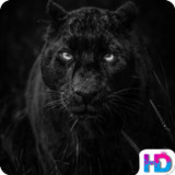 Black Panther Wallpapers1.0_rowtechapk.com